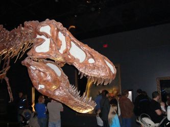Tyrannosaurus rex! These great bones found in 60 million year old sediments of Alberta swamps.